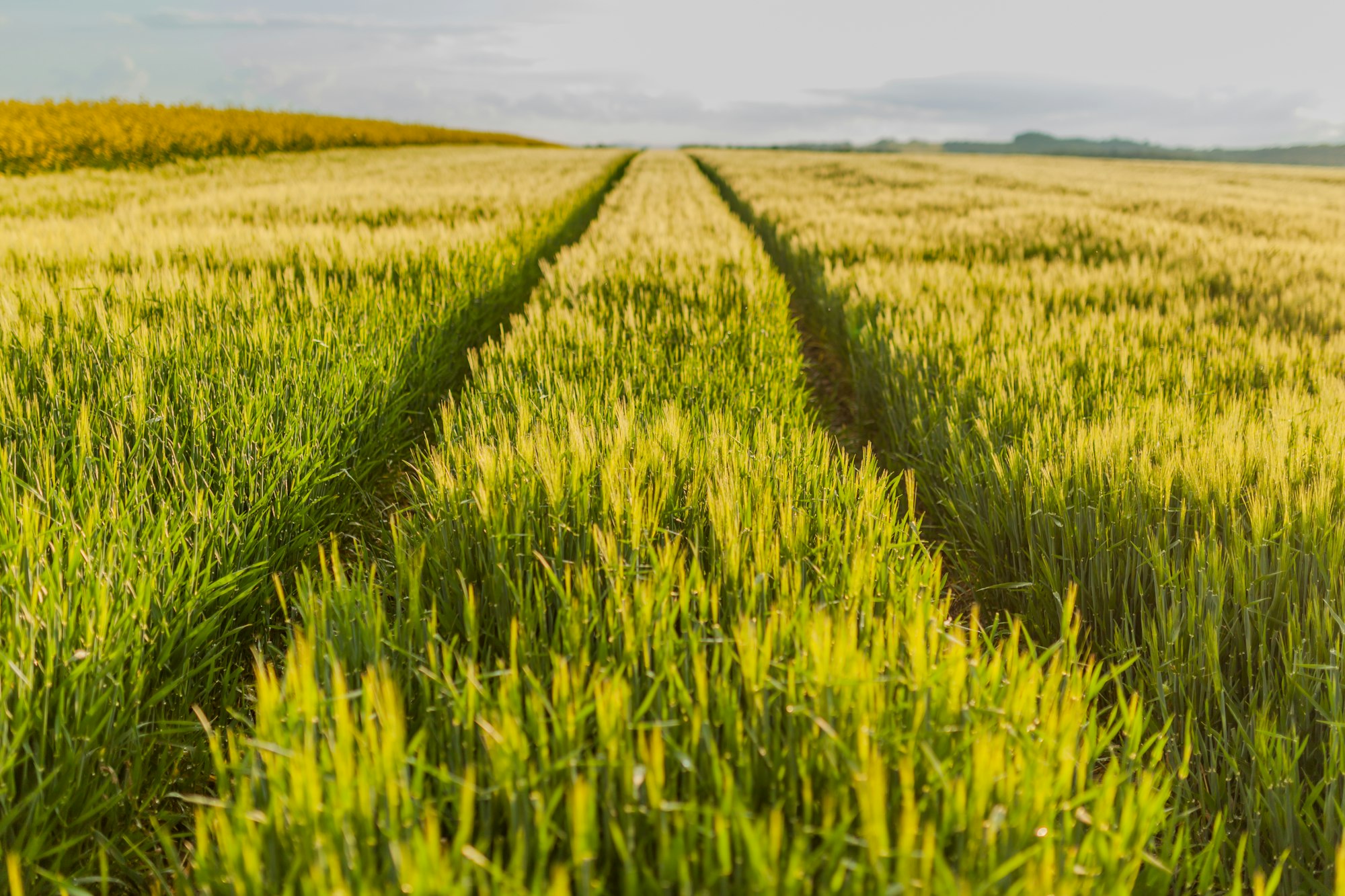 Agricultural Growth -Various Fields - Agriculture Farming Field