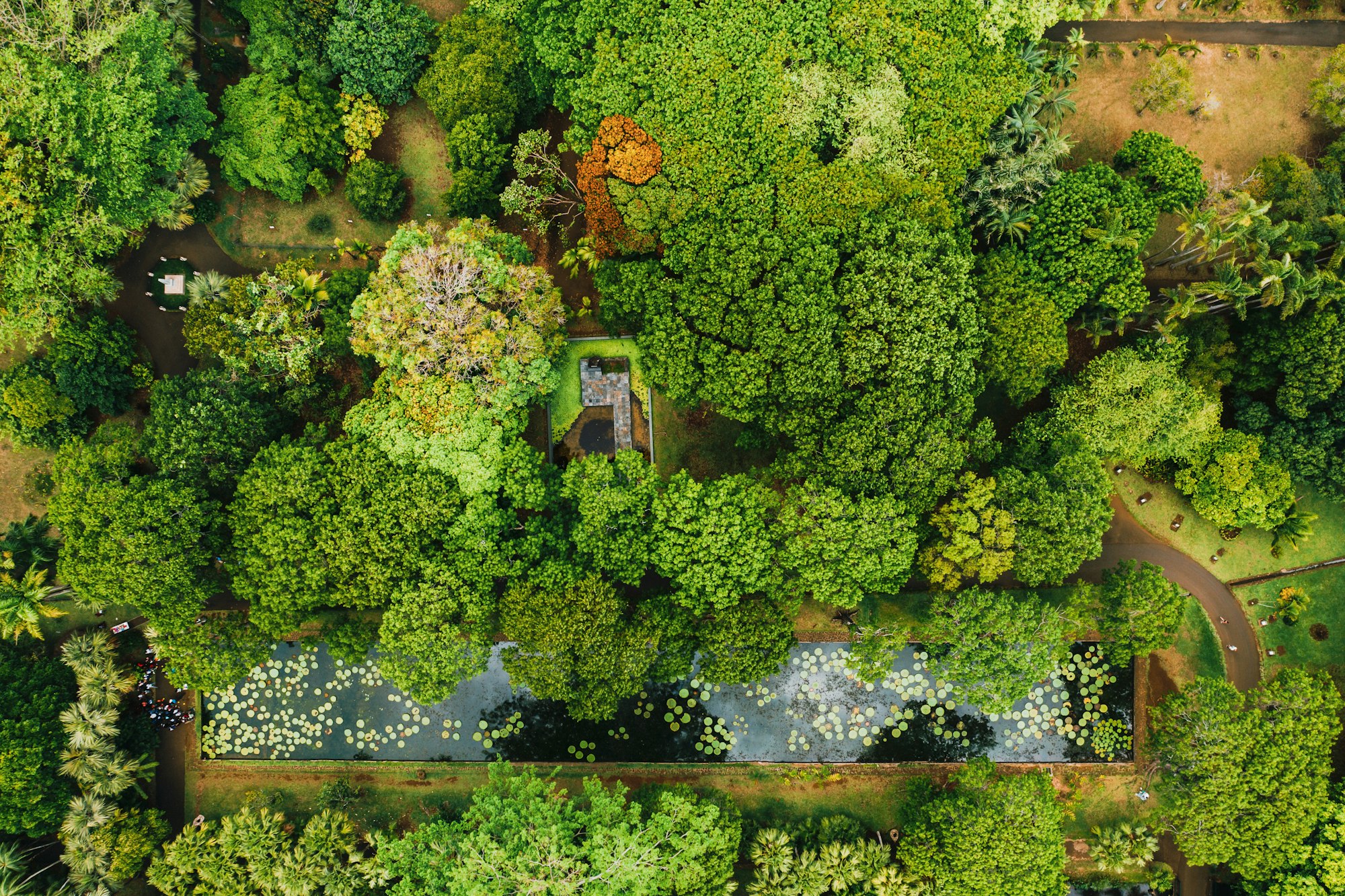 Botanical garden on the Paradise island of Mauritius. Mauritius island in the Indian ocean