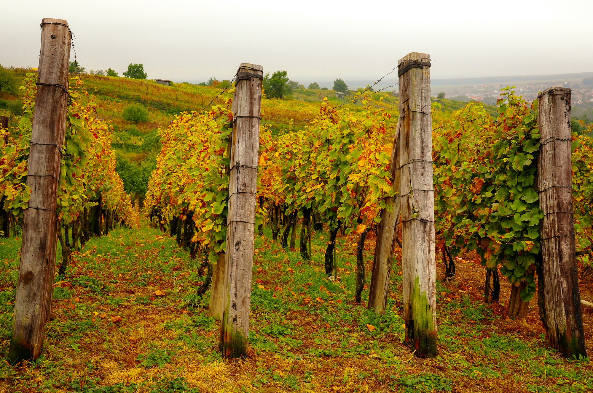 Landscape view of beautiful vintage vineyards with colorful foliage and wooden poles