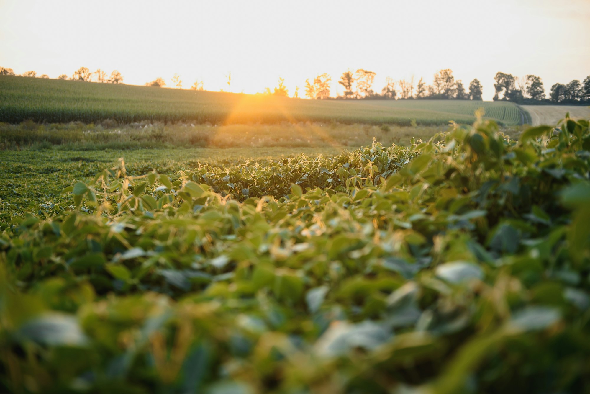 Soy field and soy plants in early morning light. Soy agriculture